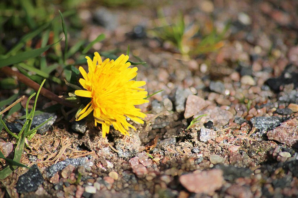 Foto: John-Kåre Vederhus